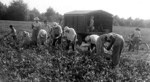 file:/activities/oralhistory/cappics/nelson1957_picking, alt: men and women working in the fields at Koinonia Farm