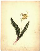 watercolor painting of trout lily